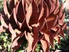 Edelrost Blume Beatrix Produktbild-Vorschau 4
