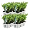 Plants by Frank | 24 Plantes de houx du Japon | Ilex Voir les images du produit 1