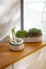 Sprossenschale & Pflanzschale ReGrow | Keimschalen von Produktbild-Vorschau 23