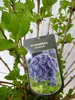 [Palmenlager] XXL Hydrangea macrophylla "Bodensee" - Produktbild-Vorschau 3