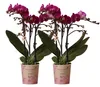 Kolibri Orchids | COMBI DEAL von 2 lila Phalaenopsis Produktbild-Vorschau 1