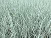 Stauden Gänge 1 x Elymus magellanicus im 1 Liter Topf - Produktbild-Vorschau 4