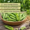 Markerbse Lancet | Markerbsensamen von Dürr Samen Produktbild-Vorschau 9