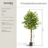 tectake® Künstlicher Ficusbaum Fida verschiedene Größen Produktbild-Vorschau 5