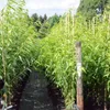 Dixired - Pfirsich Buschbaum Produktbild-Vorschau 3