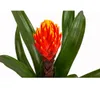Dehner Guzmanie Deseo, Guzmania cultivars, orange-gelbe Produktbild-Vorschau 2