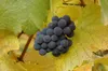 A close-up of a bunch of dark purple grapes on a vine with yellow and green leaves. Produktbild-Vorschau