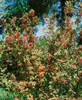Berberis vulgaris, Gewöhnliche Berberitze, 60–80 cm Produktbild-Vorschau 2