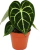 Fiore di clematide - Anthurium clarinervium - Fiore di Anteprima dell’immagine prodotto 1