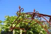 GardenAndPools Rosenbogen Paris Lilie Spitze B-1,40 m Produktbild-Vorschau 7
