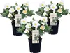 Ciemiernik biały - 3 szt - Helleborus niger 'Mont Blanc' - Podgląd zdjęcia produktu 1