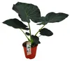 Alocasia ‘Regal Shields’ - Elefantenohr - Zimmerpflanze - Produktbild-Vorschau 1
