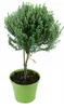 Enseleits Thymian Stämmchen - Baum - Stamm, Thymian Kräuter Produktbild-Vorschau 1