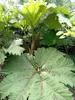 Grande plante *Gunnera manicata*, également appelée Voir les images du produit 1