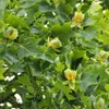 Liliovník tulipánokvětý 2L Náhled obrázku produktu 7