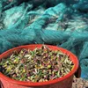 Elance  Olivenöl Extra Nativ 5L Kreta Koroneiki Produktbild-Vorschau 12
