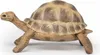 Papo Wild Life Schildkröte 50264 Produktbild-Vorschau 6