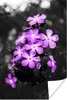 MuchoWow® Poster Blumen - Lila - Schwarz - Weiß 60x90 cm - Produktbild-Vorschau 1