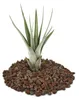 Tillandsia fasciculata – vzdušná rostlina – malá Náhled obrázku produktu 1