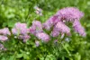 Thalictrum aquilegifolium, Akeleiblättrige Wiesenraute, ca. Produktbild-Vorschau 5