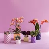Kolibri Home | Candy Ornamental Pot | Hoch Produktbild-Vorschau 7