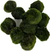 Eco Plant Marimo Ball Moss - gałęzatka 4 - 5cm Eco Plant Podgląd zdjęcia produktu 10