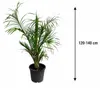 Dypsis decaryi, trojhranná palma, výška 120-140 cm. Náhľad obrázku produktu 5