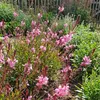 3x Gaura l. Siskiyou Pink P9H20 Produktbild-Vorschau 1