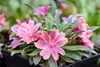 Lewisia longipetala 'Little Plum', rosa Blüten, ca. 9x9 cm Produktbild-Vorschau 4