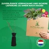 Malina Polka - 2 rośliny - odporna na mróz i wieloletnia - Podgląd zdjęcia produktu 4