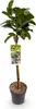 Kirschlorbeer Prunus laurocerasus Etna Stamm-plant Productafbeelding-voorbeeld 2