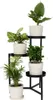 Vier Pflanzen - 4 Stk - Chamaedorea Musa Syngonium Coffea - Produktbild-Vorschau 6