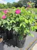 Rosa Rose de Resht - Strauchrose Rose de Resht - Produktbild-Vorschau 3