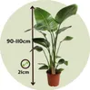 Strelicja - Strelitzia nicolai - Wysokość 90-110cm - ⌀21cm Podgląd zdjęcia produktu 2
