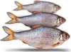 Prebaits Rotauge Large 500/550gr Produktbild-Vorschau 1