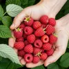 GreenboutiQ - Obstpflanzen - Himbeere - Rubus idaeus Ottawa Produktbild-Vorschau 4