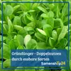 Dürr-Samen - Gründüngung Bunte Mischung 50 g - Saatgut - Produktbild-Vorschau 5