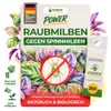 Power Raubmilben gegen Spinnmilben – 25 Tüten - Produktbild-Vorschau 1