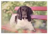 Faszination Jagdhund - Kleiner Münsterländer (Wandkalender Produktbild-Vorschau 7