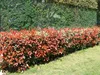 Stauden Gänge 10 x Photinia fraseri 'Little Red Robin' - Produktbild-Vorschau 6