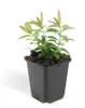 Plantes couvre-sol - Millepertuis commun - Hypericum Voir les images du produit 7
