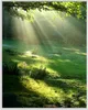 Wallario Wandbild Sonnenstrahlen im Wald, Größe: 40,30 x Produktbild-Vorschau 1