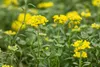 Alyssum montanum 'Berggold', Steinkraut, goldgelb, ca. 9x9 Produktbild-Vorschau 3