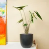 Alocasia Zebrina, Elefantenohr, Zimmerpflanze, 50-70 cm, Produktbild-Vorschau 3