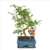 Bonsai Szechuan-Pfeffer - Zanthoxylum piperitum - ca. 6 Produktbild-Vorschau 1