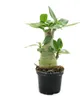 Malá pouštní růže, adenium, překvapivá barva, 10cm květináč Náhled obrázku produktu 2