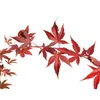 Sada 3 kusov Acer palmatum ‘Atropurpureum’ – japonský Náhľad obrázku produktu 2