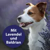 Canosept Beruhigungshalsband Anteprima dell’immagine prodotto 4