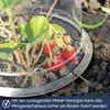 A close-up of a strawberry plant growing inside a clear plastic mini greenhouse. Produktbild-Vorschau