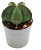 Astrophytum myriostigma nudum - Nahá biskupská mitra - v Náhled obrázku produktu 3
